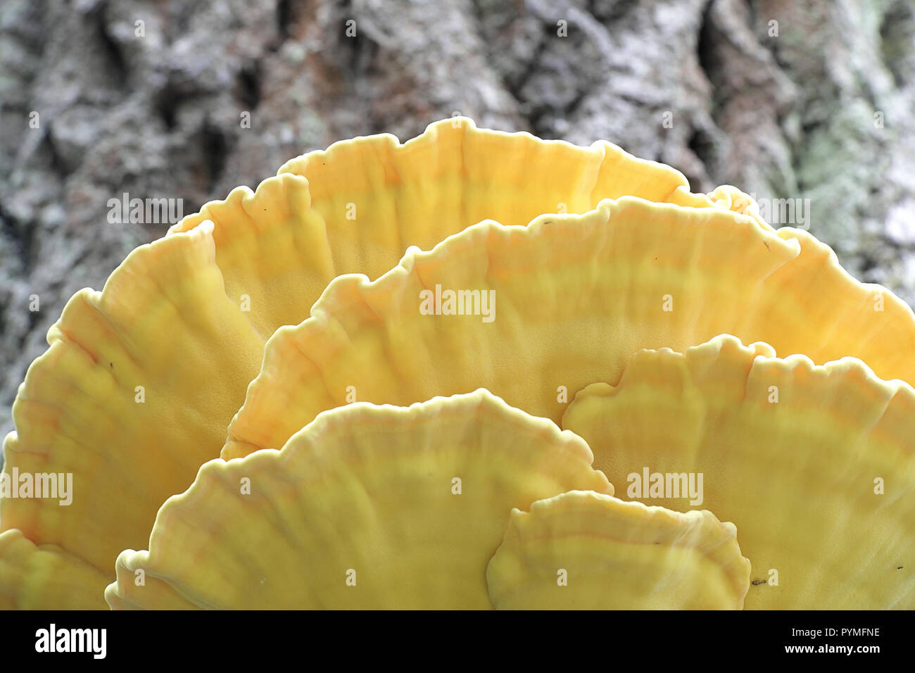 Beautiful golden sulphur polypore, Laetiporus sulphureus, growing on an old oak. Stock Photo