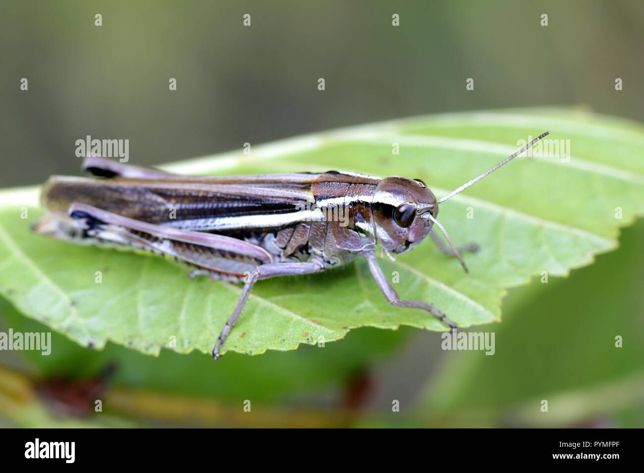 Marsh grasshopper,  Stethophyma grossum Stock Photo