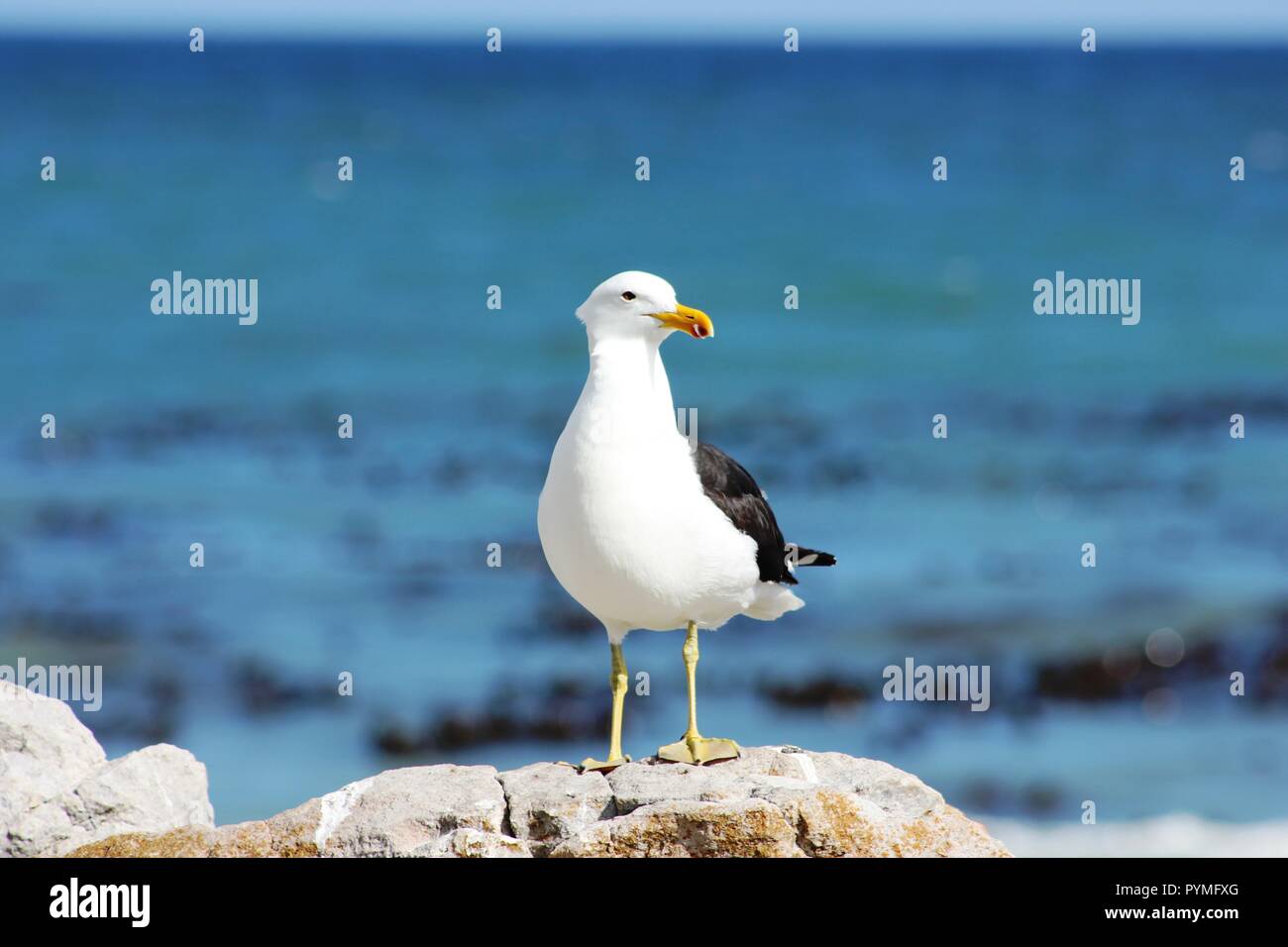 Kelp Gull (Larus dominicanus) sitting on a rock with the blue ocean in the background looking at the camera close up. Stock Photo