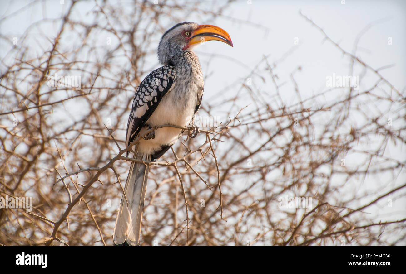 One Southern Yellow-billed Hornbill sitting on a branch in a thorn tree. Bird with pale underparts and spotted wings and large yellow bill. Stock Photo