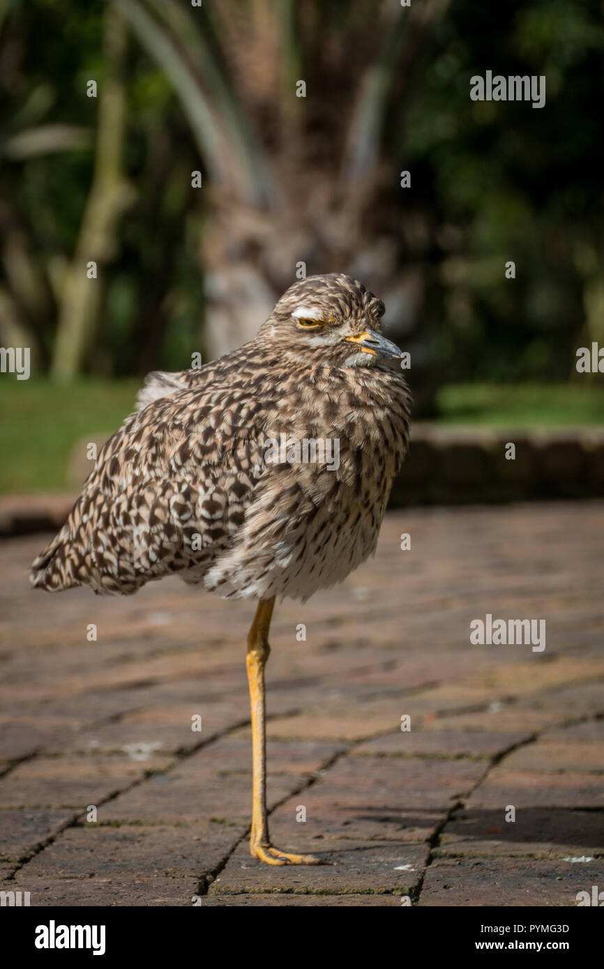 Spotted thick-knee sitting lazily on a walkway on one leg. Bird with brown spotted feathers and long yellow legs. Stock Photo