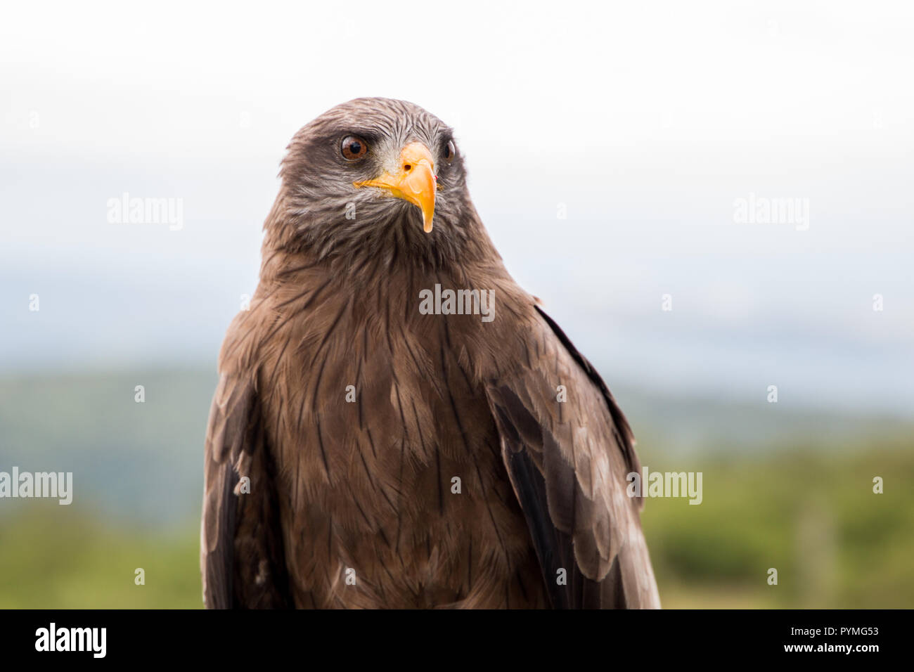 Yellow-billed Kite closeup front view portrait. Brown bird of prey with yellow bill. Stock Photo