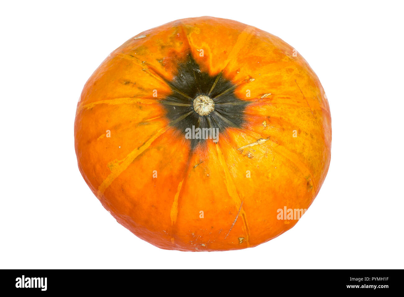 autumn pumpkin isolated on white background. bottom view Stock Photo - Alamy