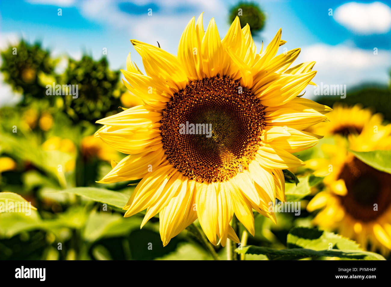 A large sunflower against a clean blue sky. Stock Photo