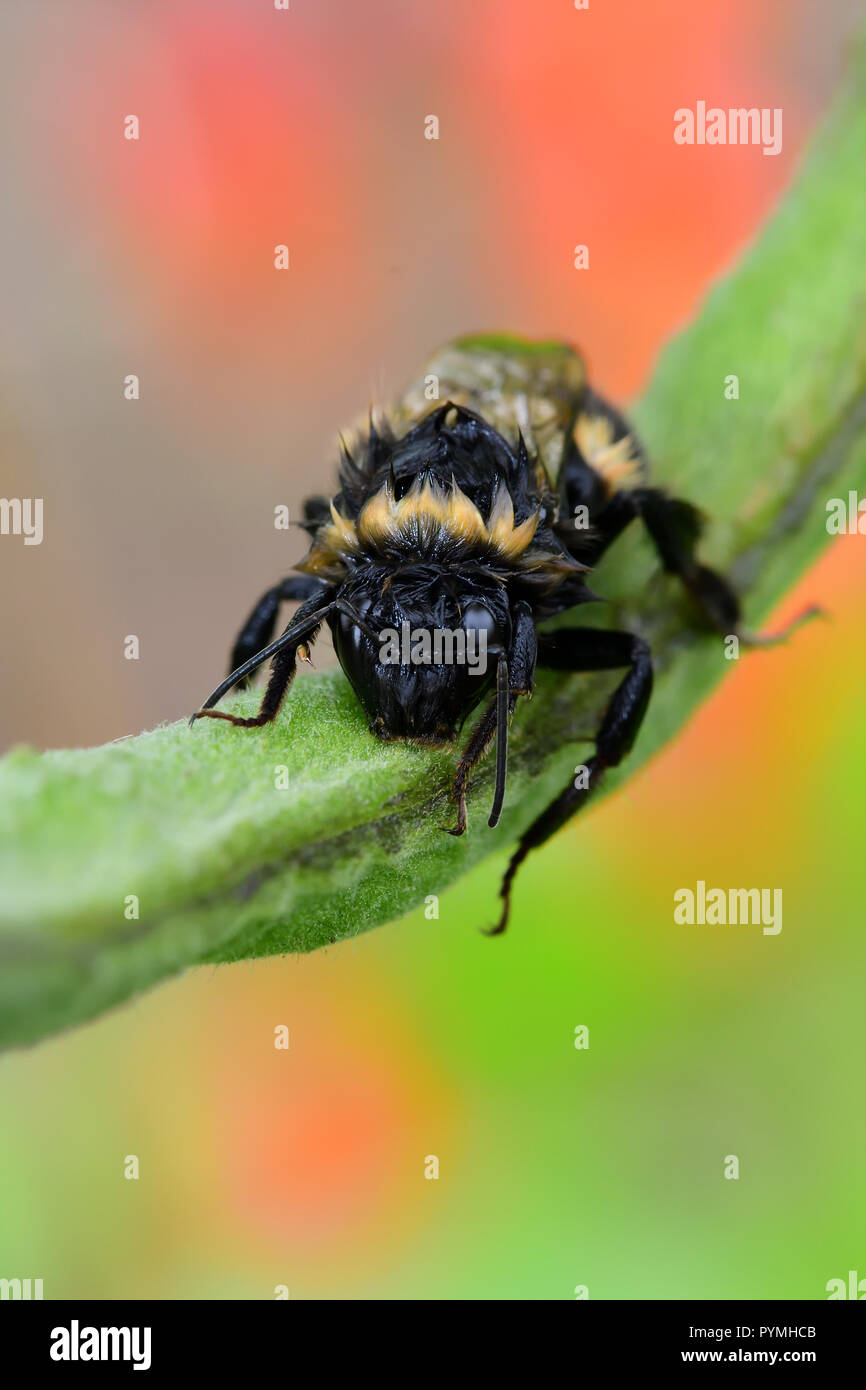 Macro shot of a wet bumble bee climbing on a runner bean pod Stock ...