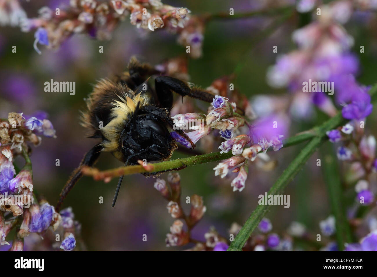 Wet bumble bee hi-res stock photography and images - Alamy