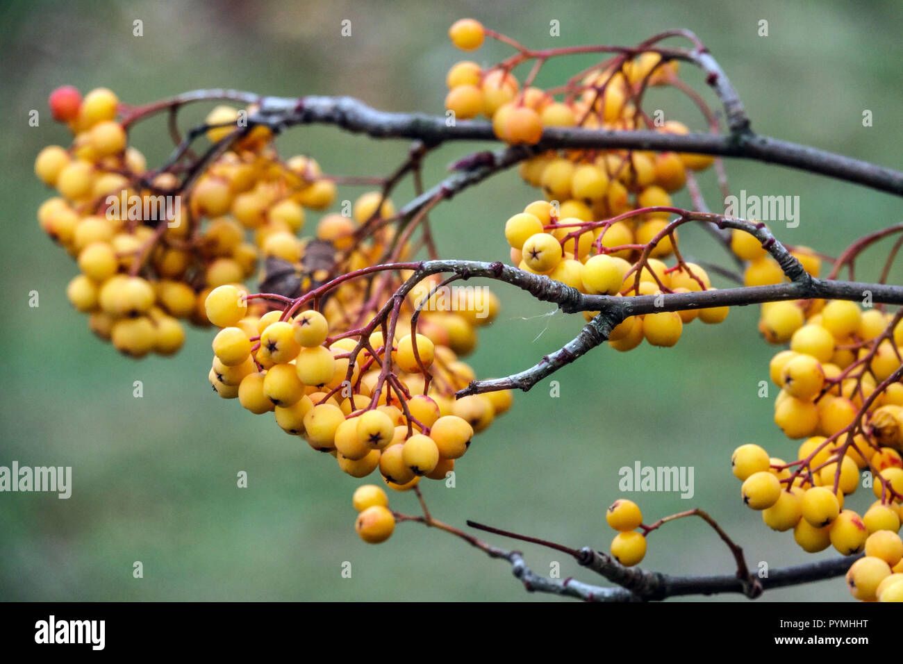 Sorbus Sunshine, Rowan Tree, yellow berries Stock Photo - Alamy
