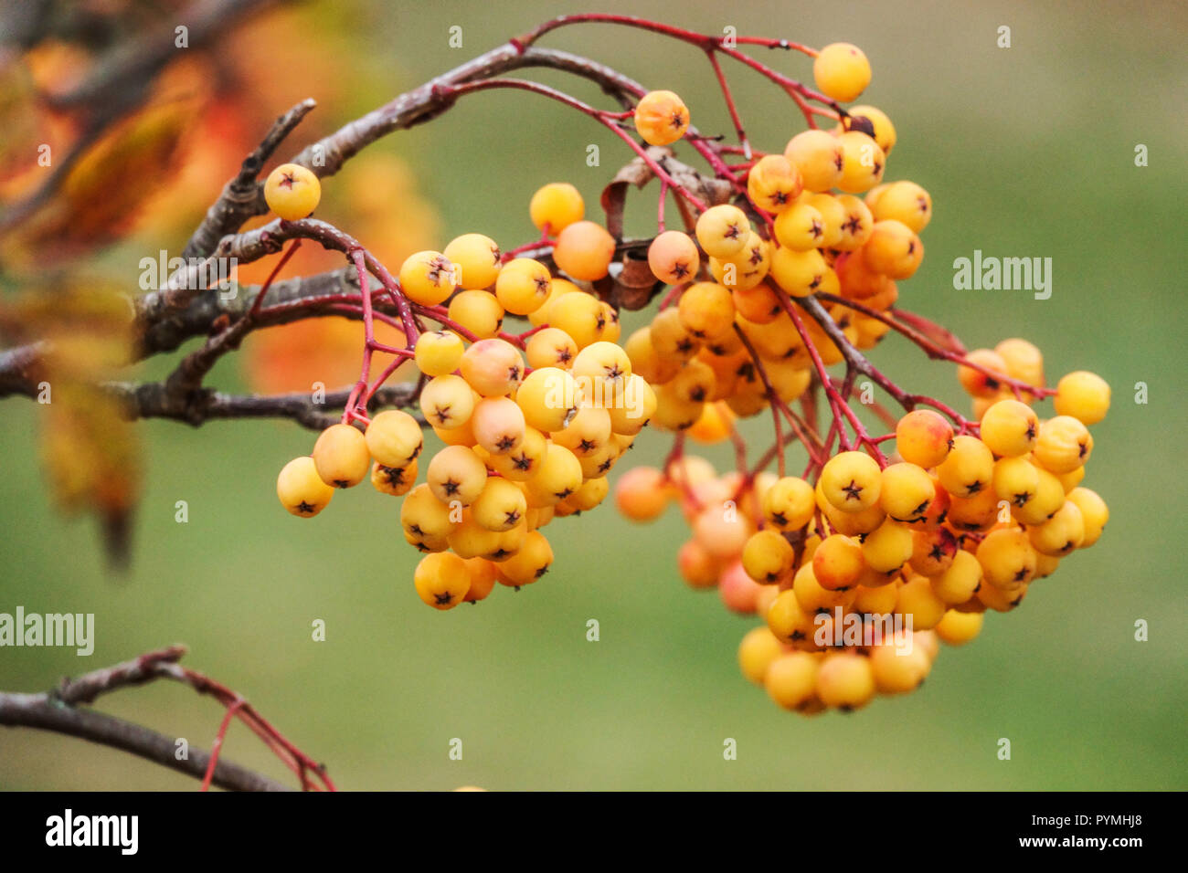 Sorbus Sunshine, Rowan Tree, yellow berries Stock Photo Alamy