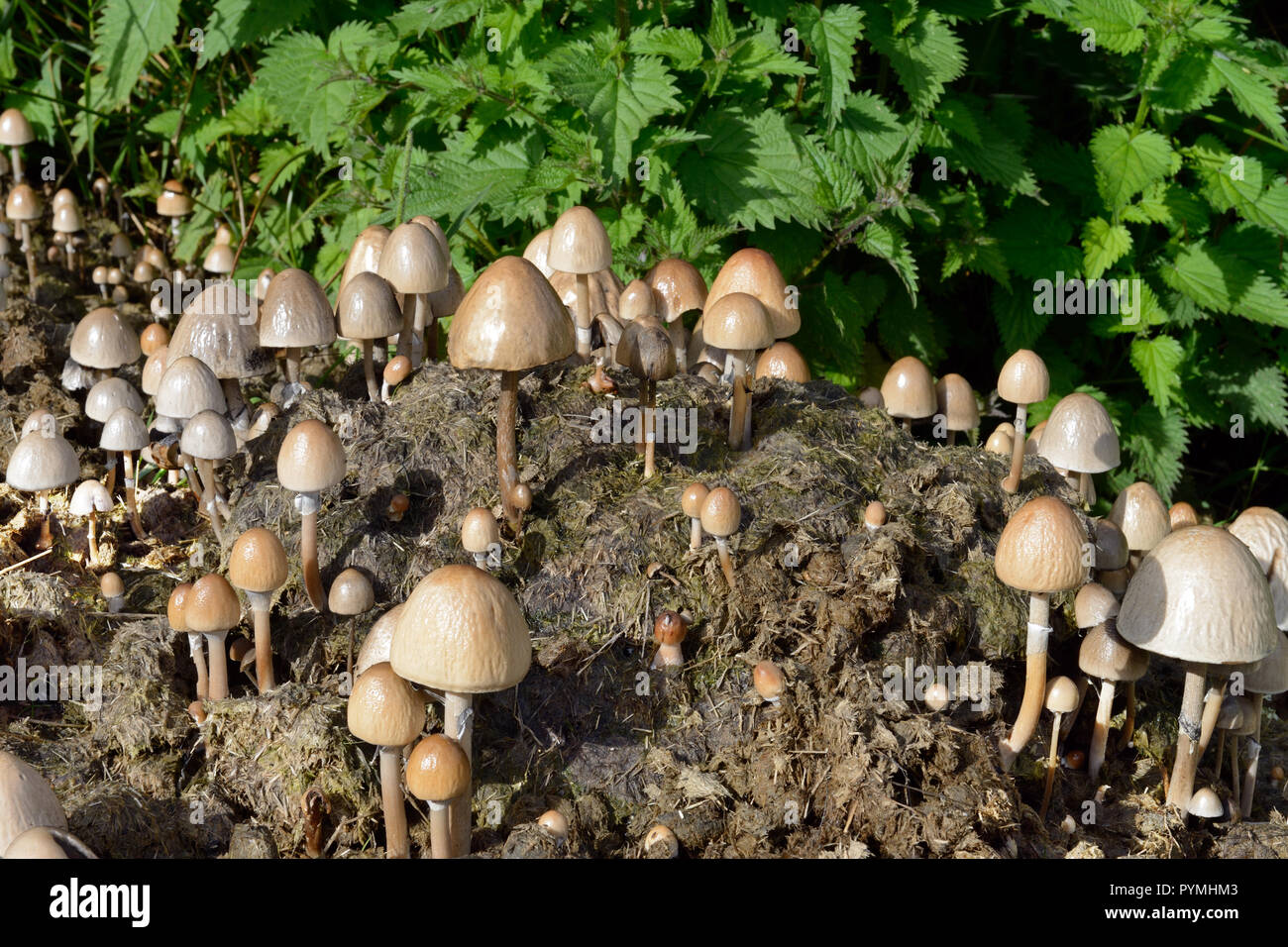 Panaeolus semiovatus is a saprobic fungus or toadstool often found in clusters on horse dung. Stock Photo
