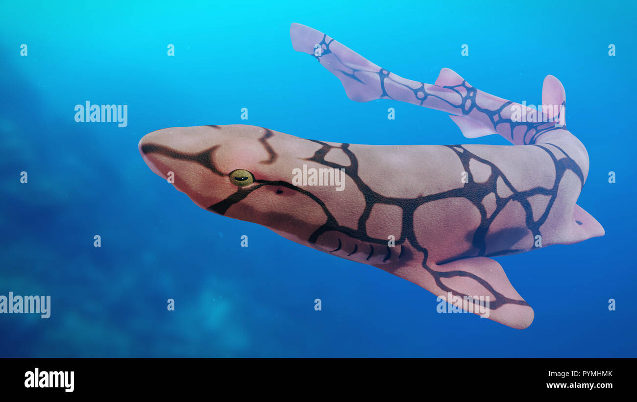 chain catshark (Scyliorhinus retifer) - small biofluorescent and reticulated shark Stock Photo