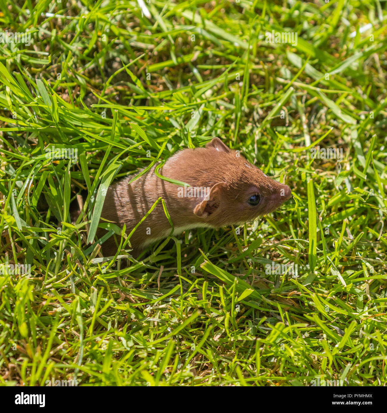 Weasel or Least weasel (mustela nivalis) Stock Photo