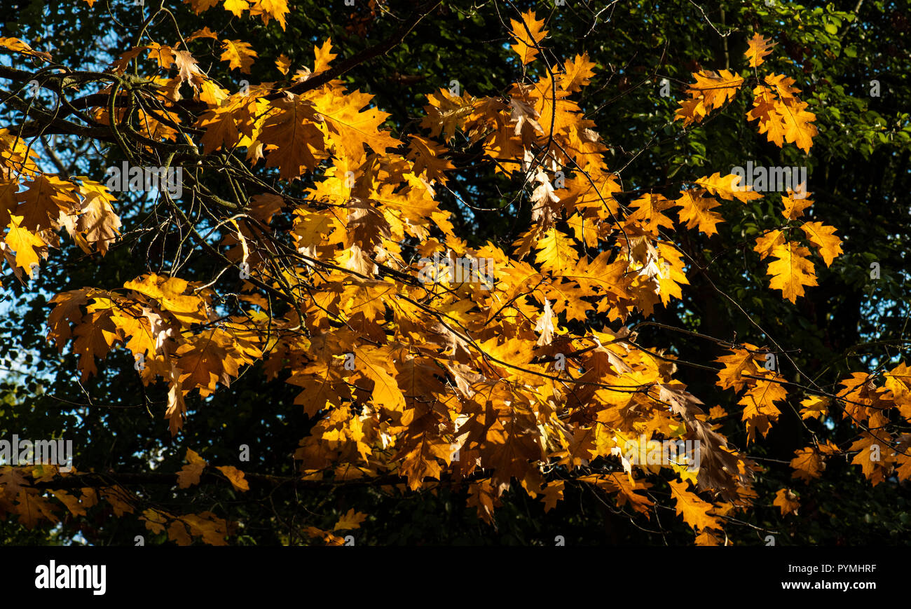 Autumnal colour Stock Photo