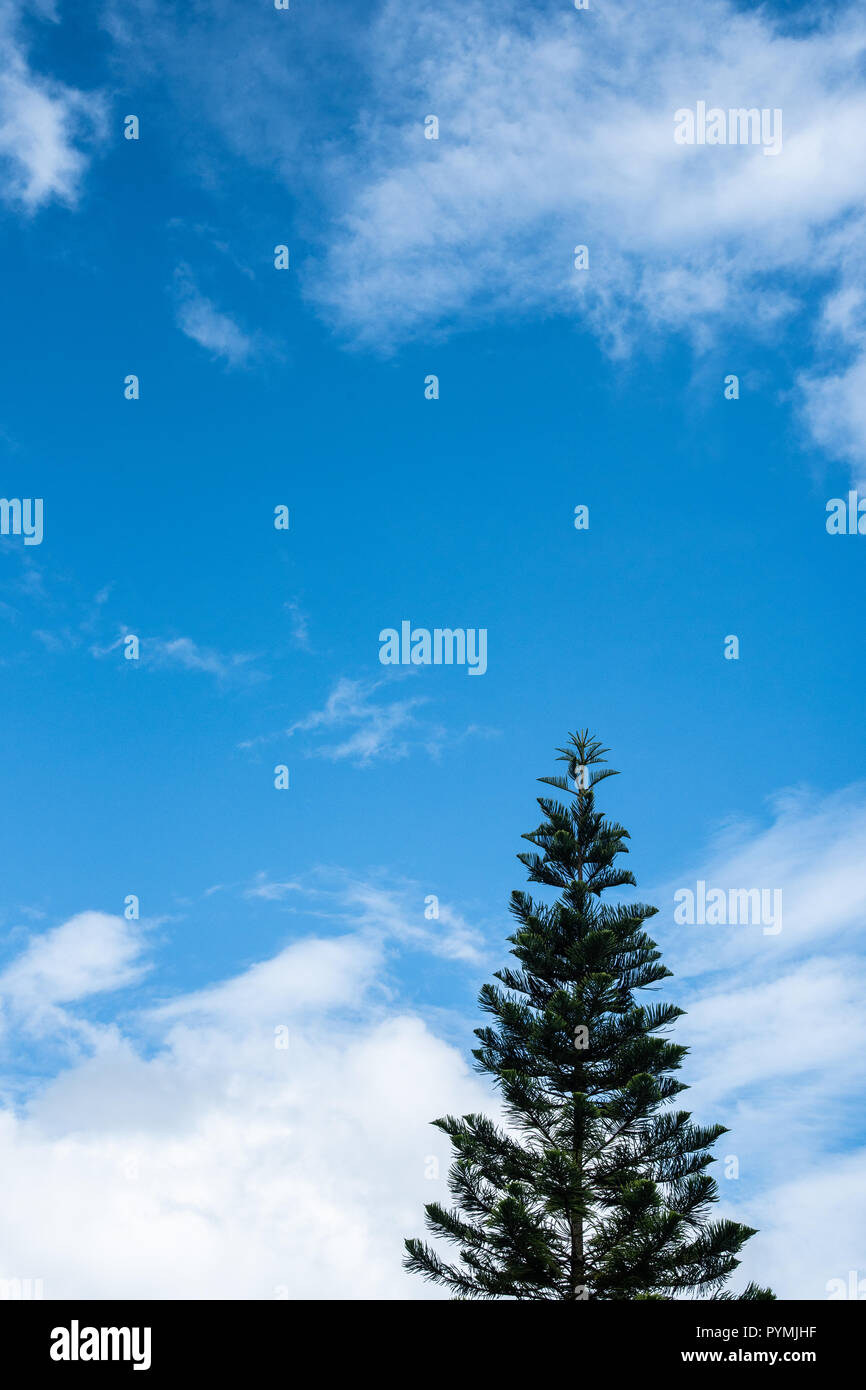 Pine tree alone hi-res stock photography and images - Alamy