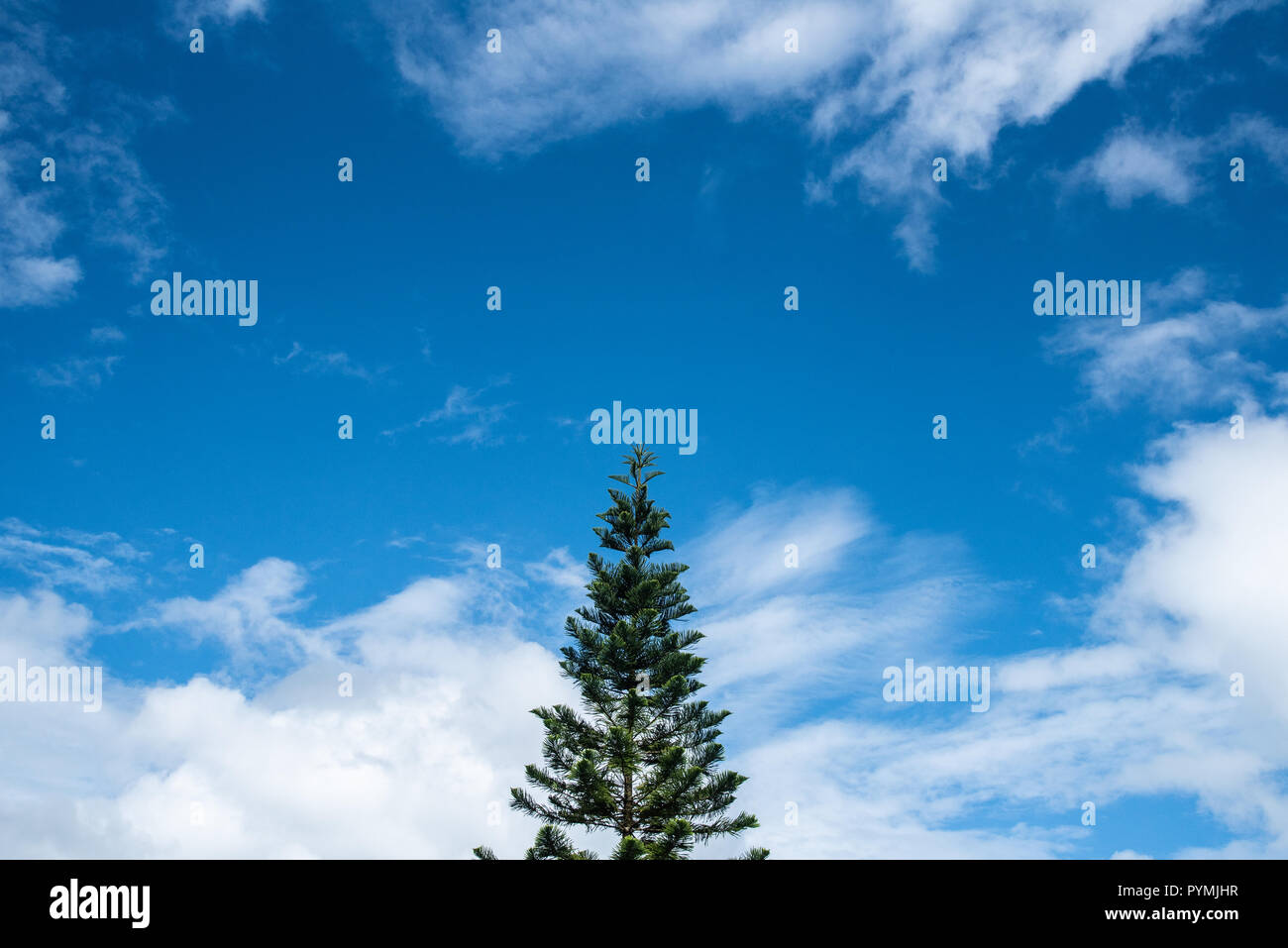 Top of green pine tree in blue sky day Stock Photo - Alamy