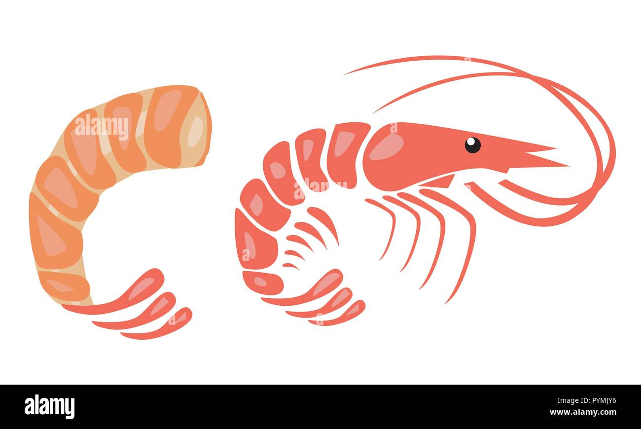 Shrimp vector illustration Stock Vector Image & Art - Alamy