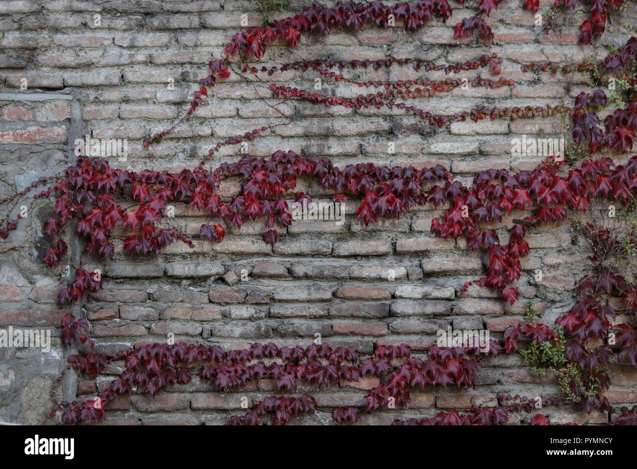 Brickwall covered with crimson red ivy Stock Photo