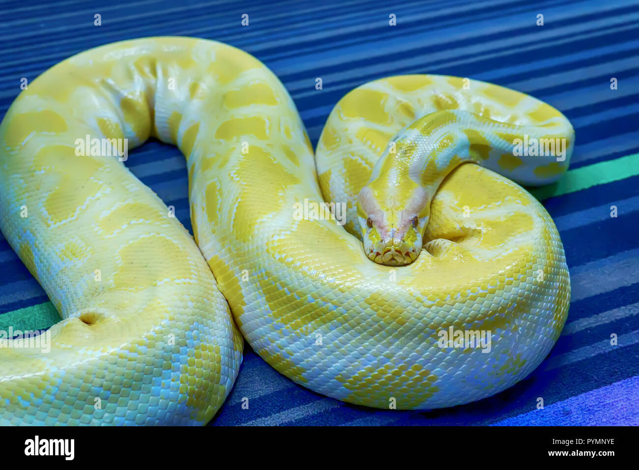 Burmese Python Pet