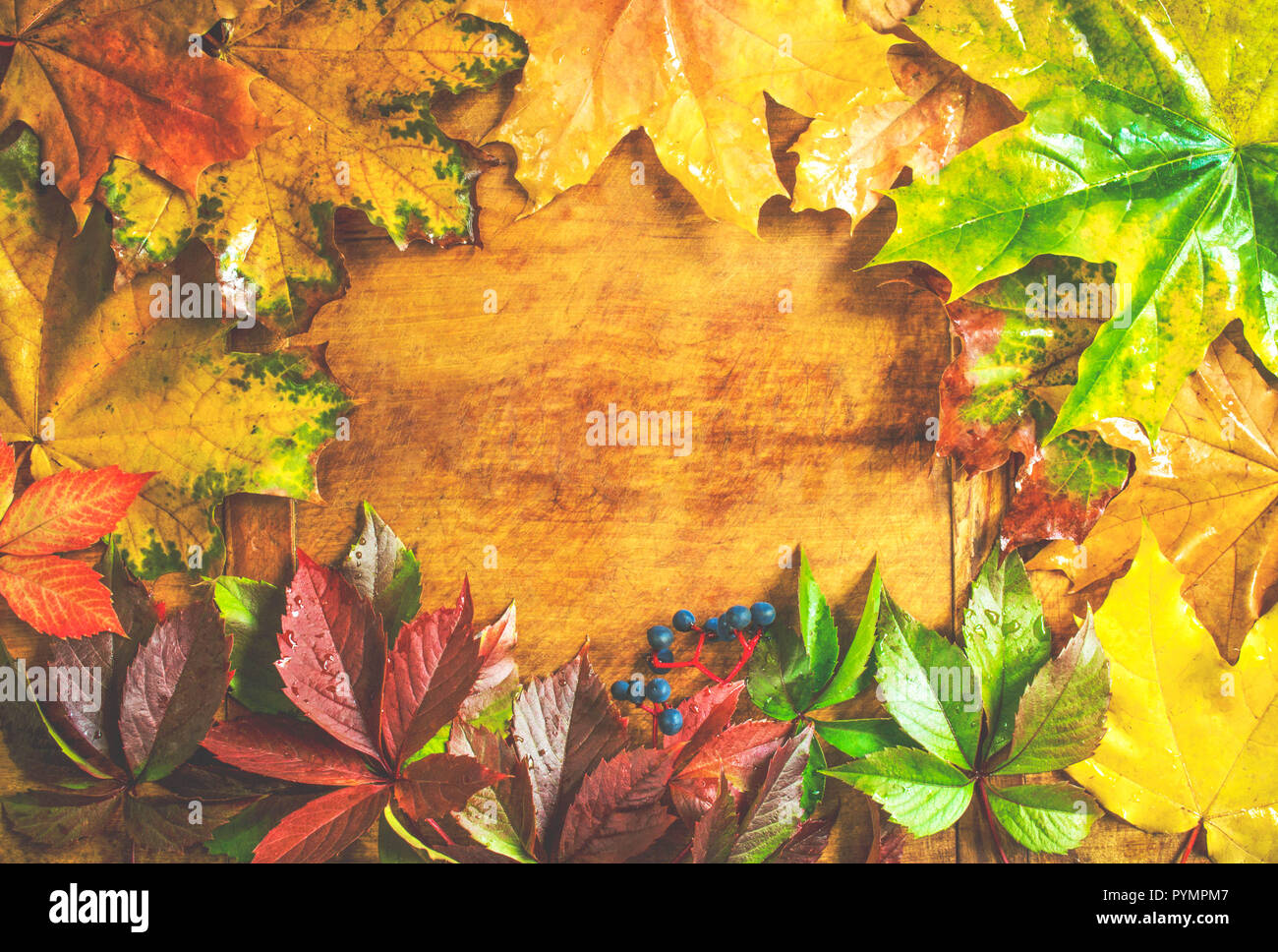 Autumn background with colorful leaves Stock Photo - Alamy