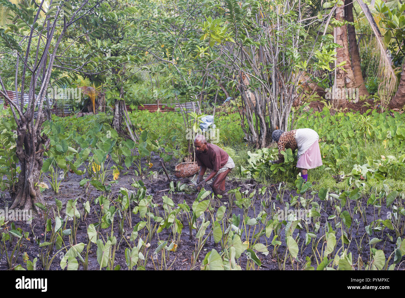 Peasants are sowing rice Lesser Yam (Dioscorea esculenta) Stock Photo