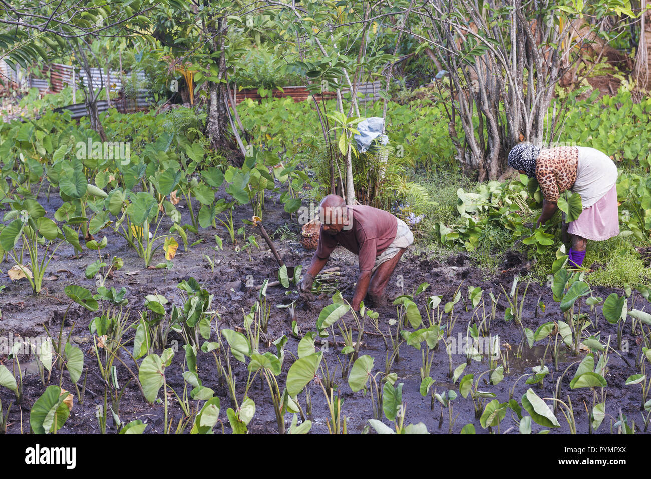 Peasants are sowing rice Lesser Yam (Dioscorea esculenta Stock Photo - Alamy