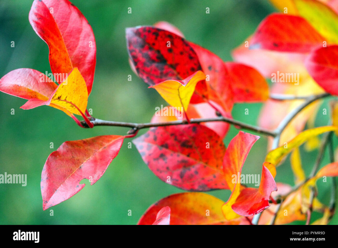Nyssa sylvatica, Tupelo tree, Black gum autumn red leaves Stock Photo