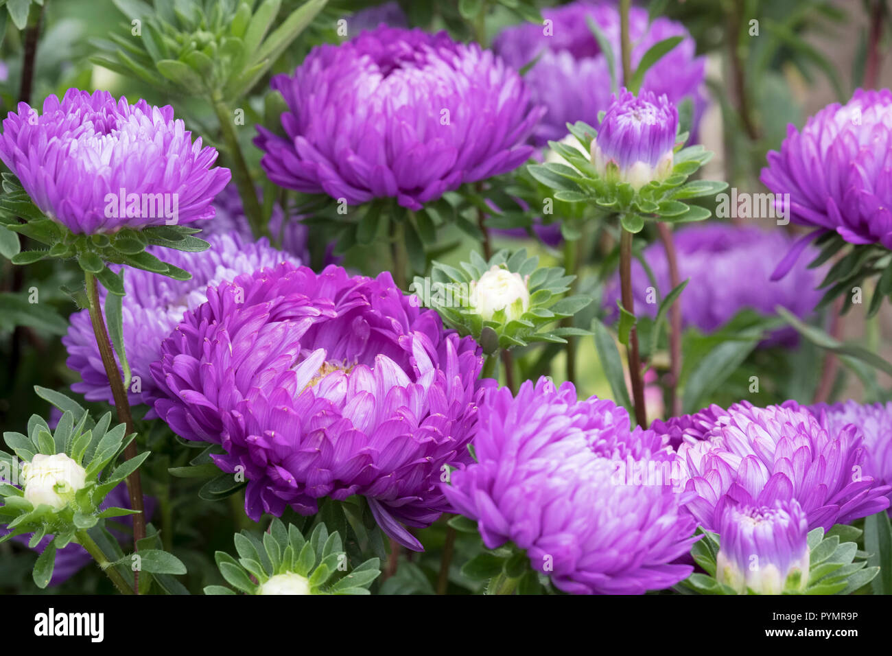 Close up of aster duchess mixed China Aster, Aster Chinensis, Aster Pompon, Aster Paeony. Callistephus chinensis Stock Photo