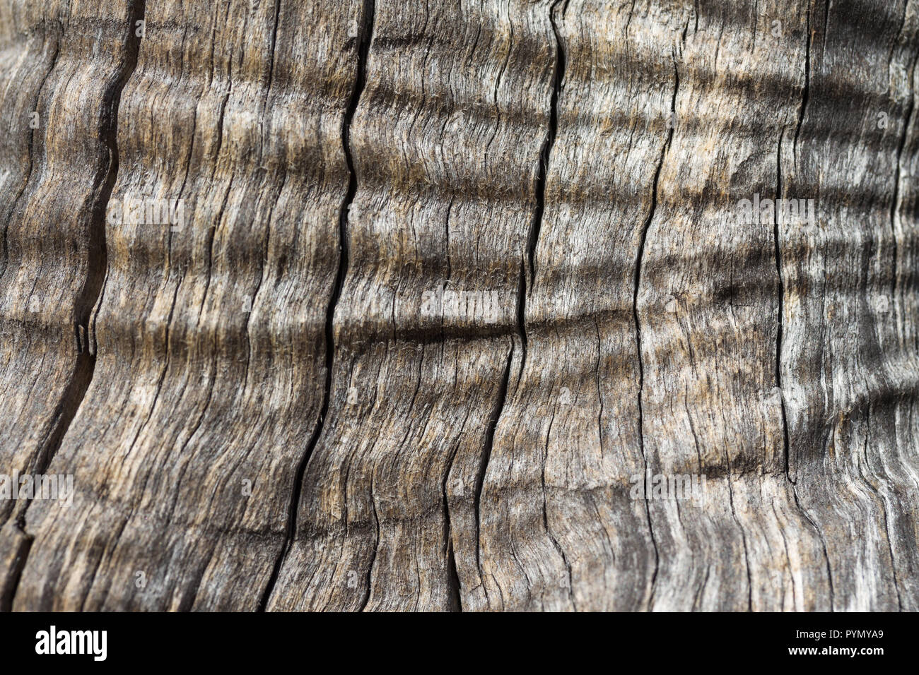Olive wood grain hires stock photography and images Alamy