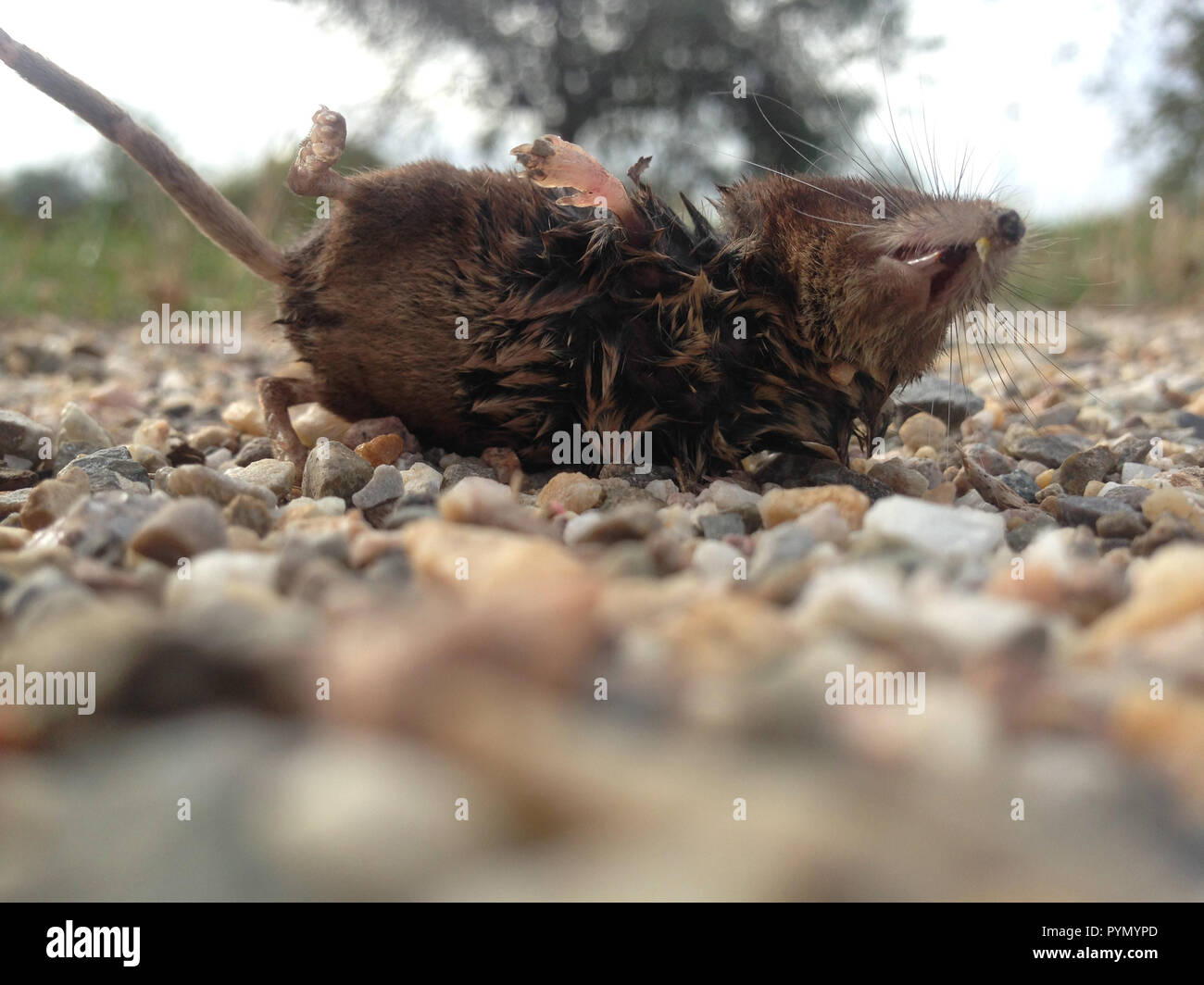 Kleine schwarz braune Spitzmaus, Feldspitzmaus, liegt tot auf einem  Schotterweg Stock Photo - Alamy