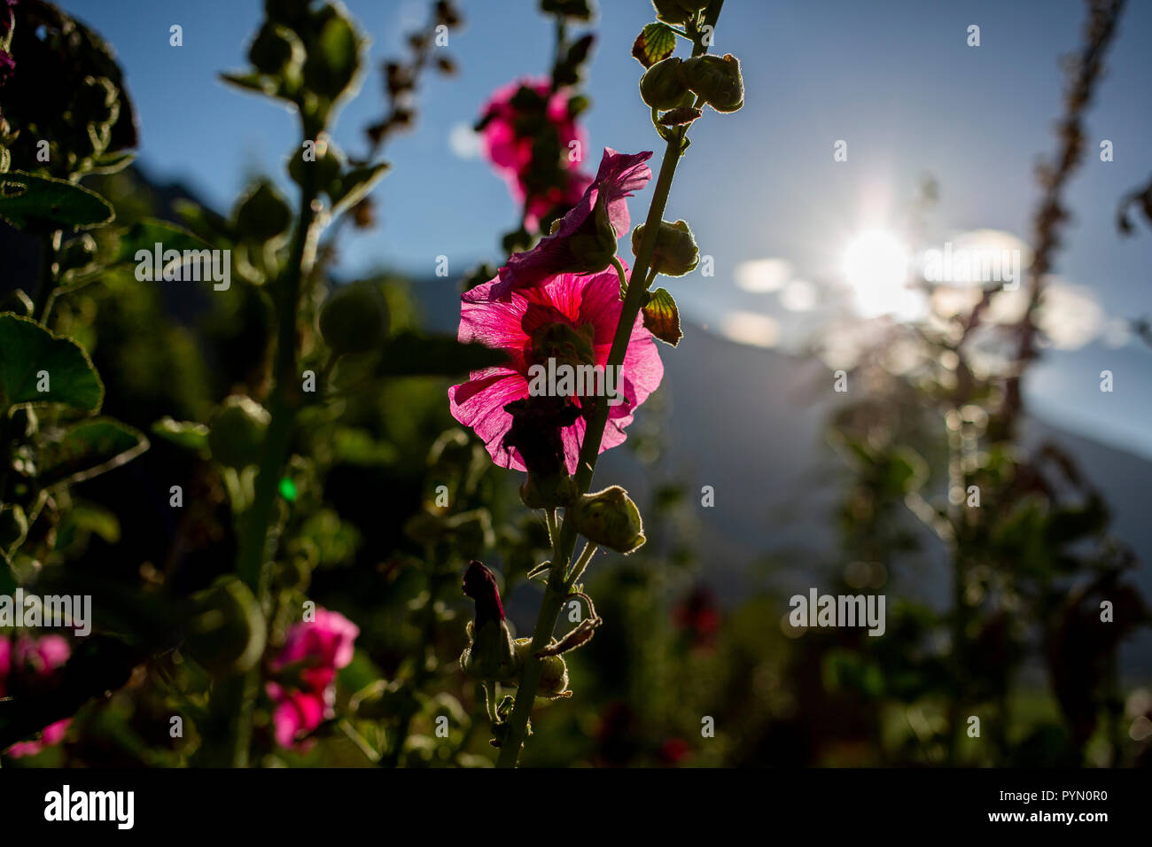 Rosa Blume im Sonnenschein Stock Photo
