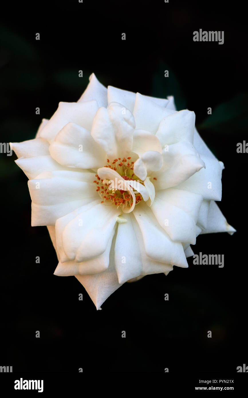 White rose on black background hi-res stock photography and images - Alamy