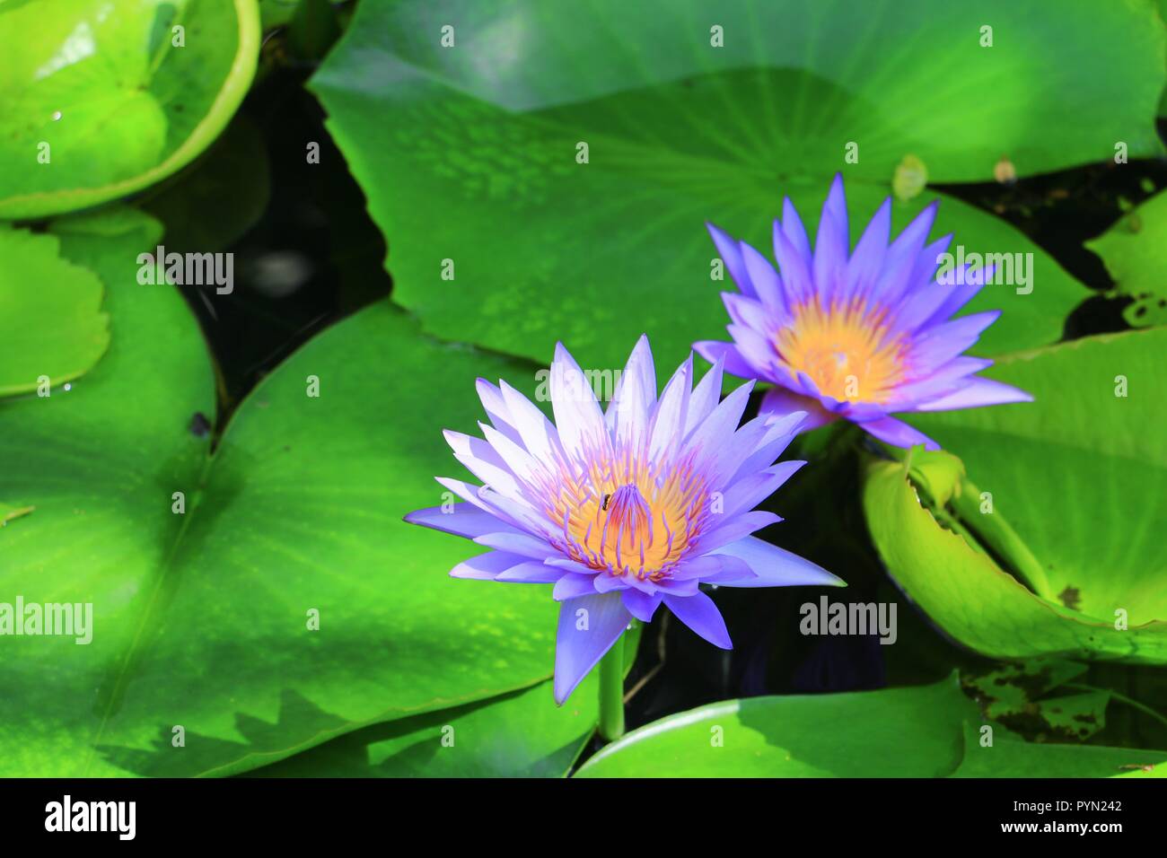 Lotus flower or water lilly purple beautiful in nature Stock Photo - Alamy