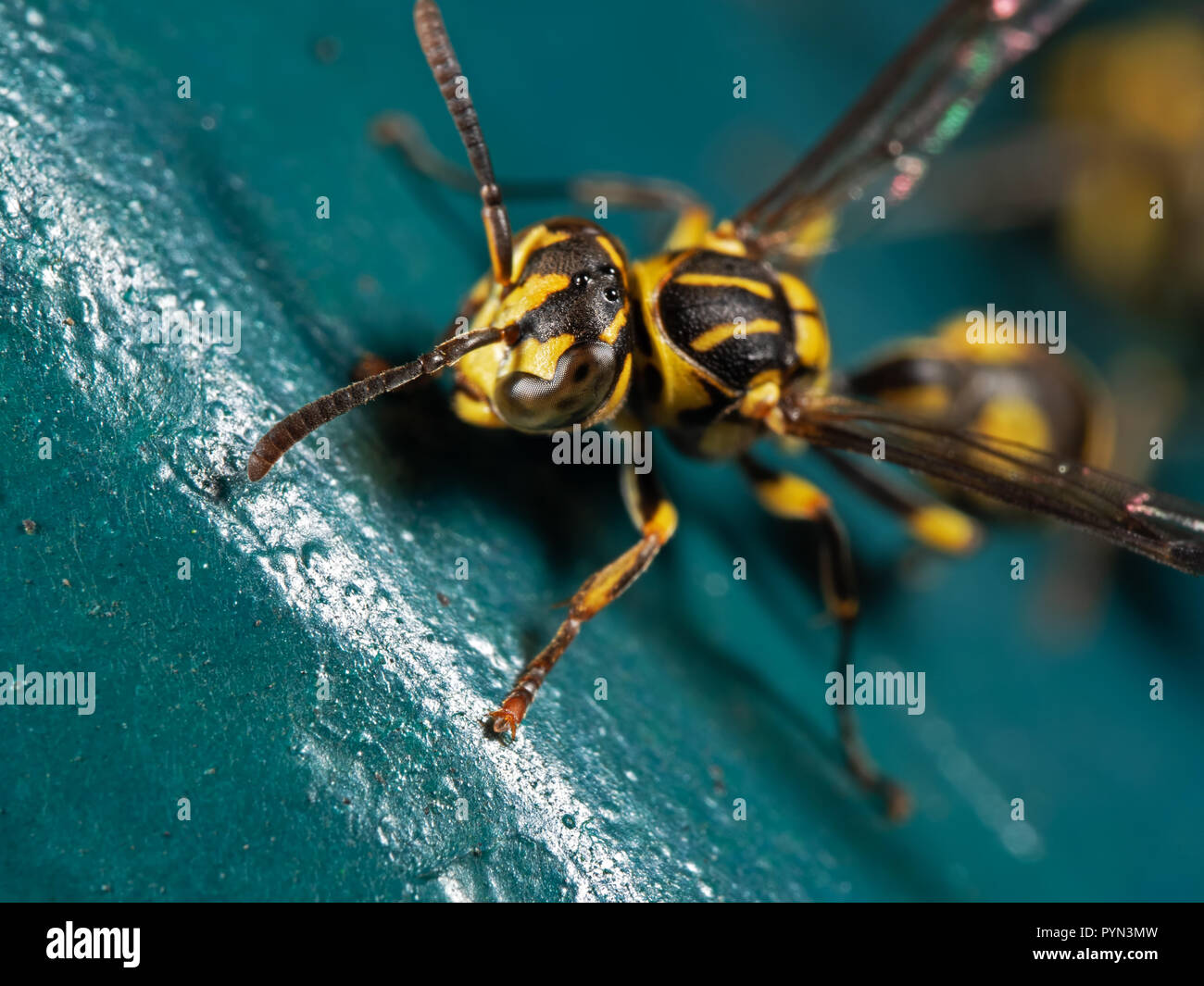 Macro Photography of Head and Antenna of Wasp on Blue Green Metal Material Stock Photo