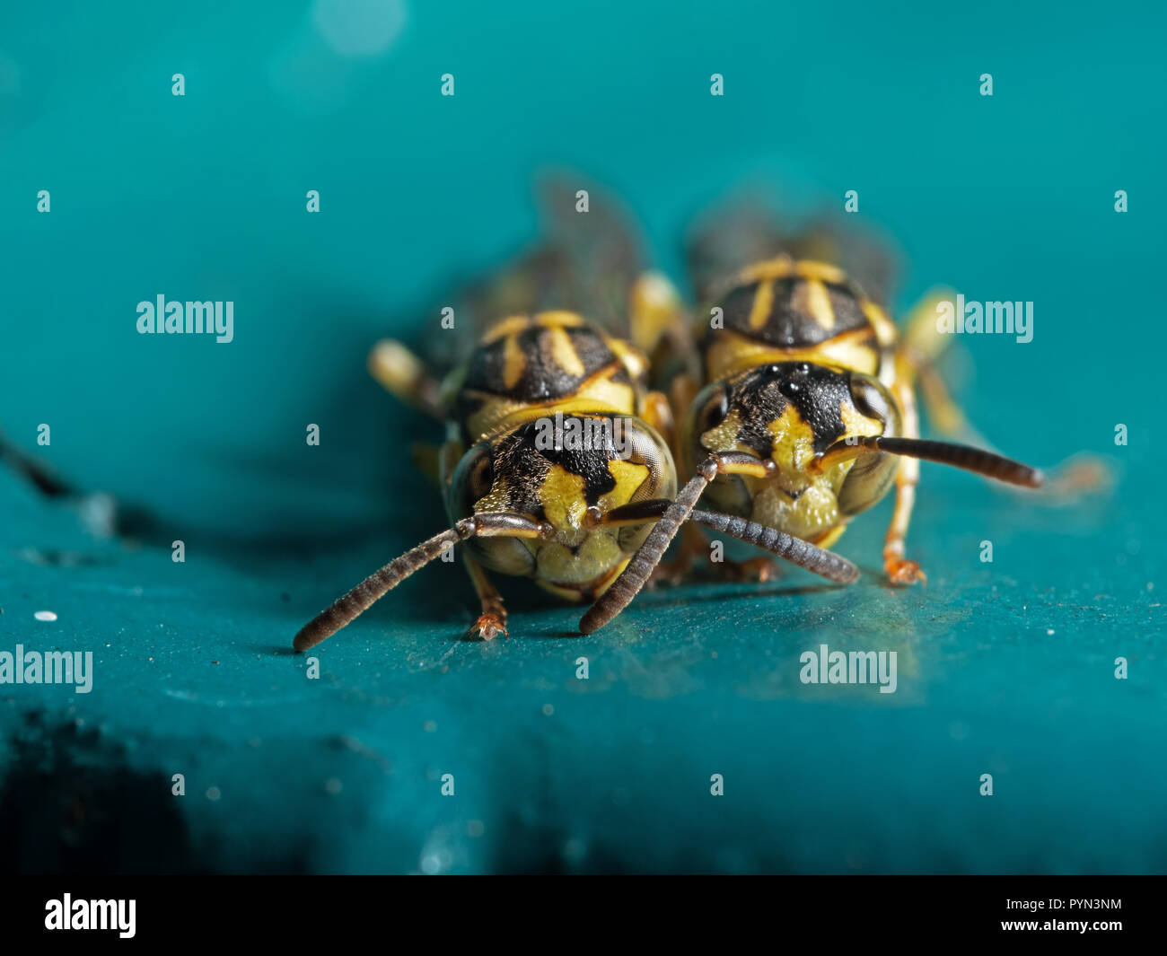 Macro Photography of Two Wasps on Blue Green Metal Material Stock Photo