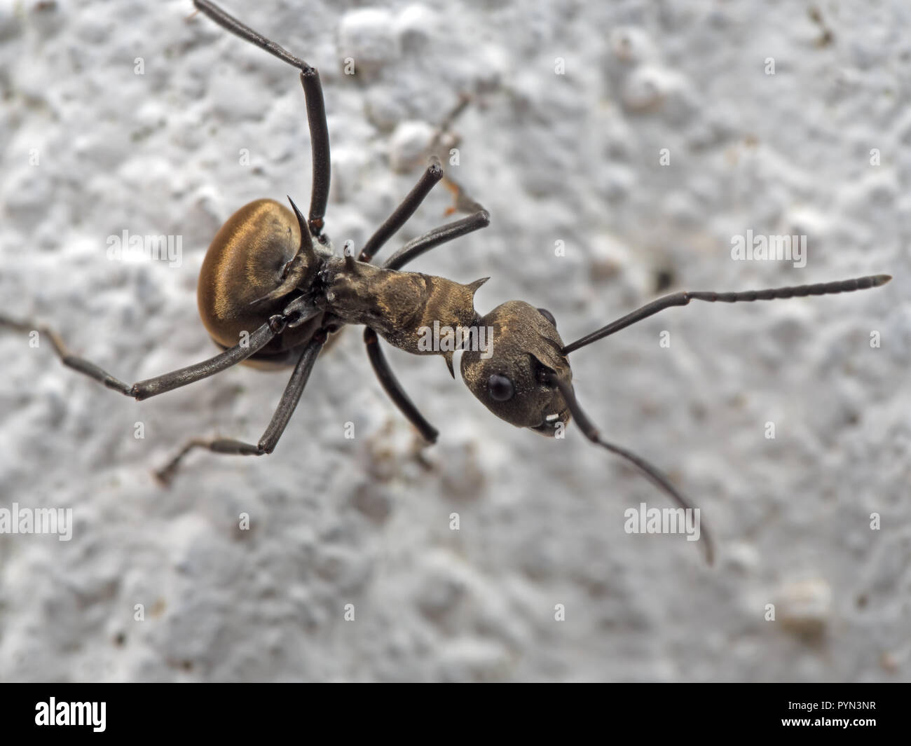 Macro Photography of Golden Weaver Ant on The Ground Stock Photo