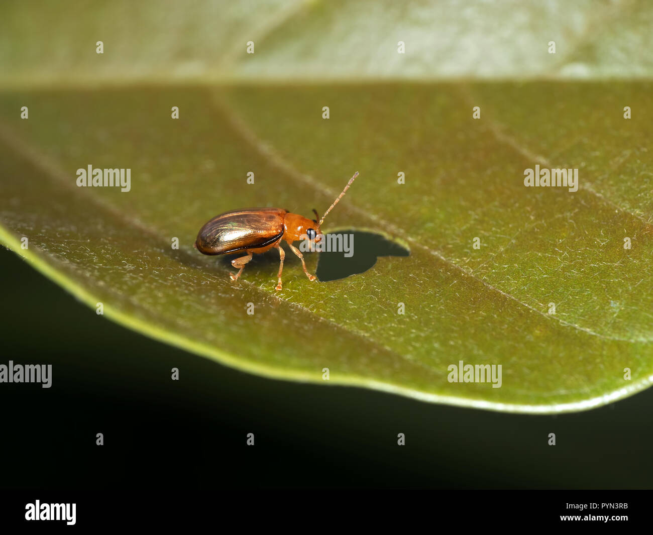 Macro Photography of Little Beetle On Leaf Stock Photo