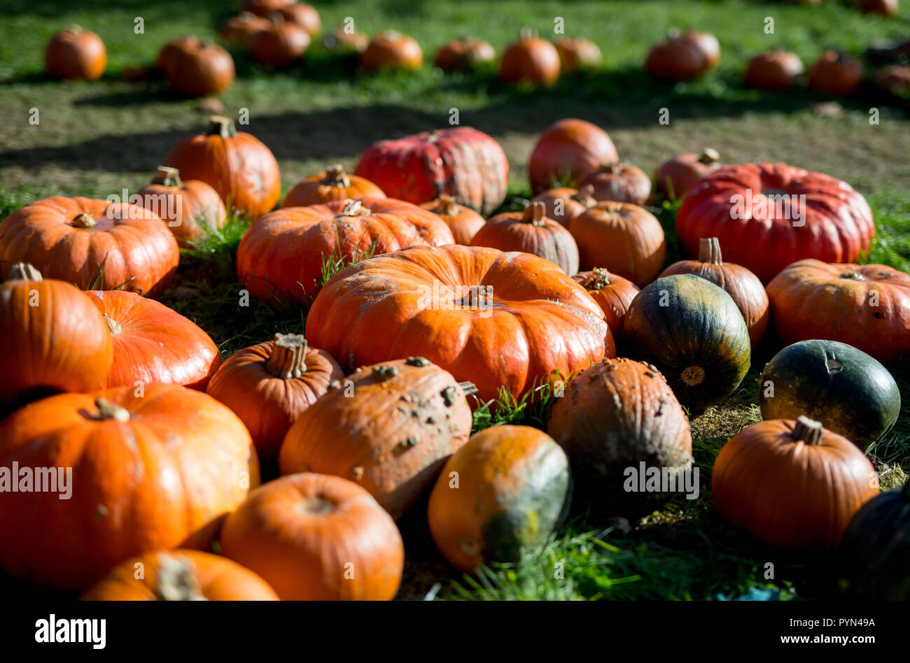 Pumpkins at a farm in Sussex, UK used for creating Jack o lanterns for the celebration of Halloween and are also edible. Stock Photo