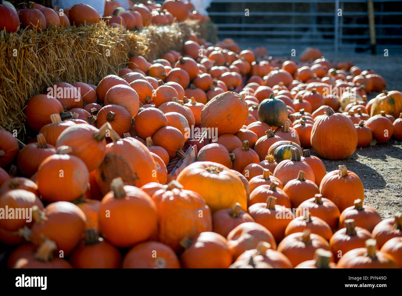 Pumpkins at a farm in Sussex, UK used for creating Jack o lanterns for the celebration of