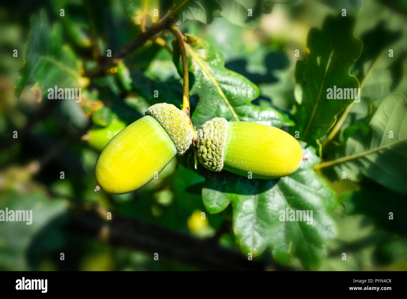 Frucht Eichel High Resolution Stock Photography and Images - Alamy