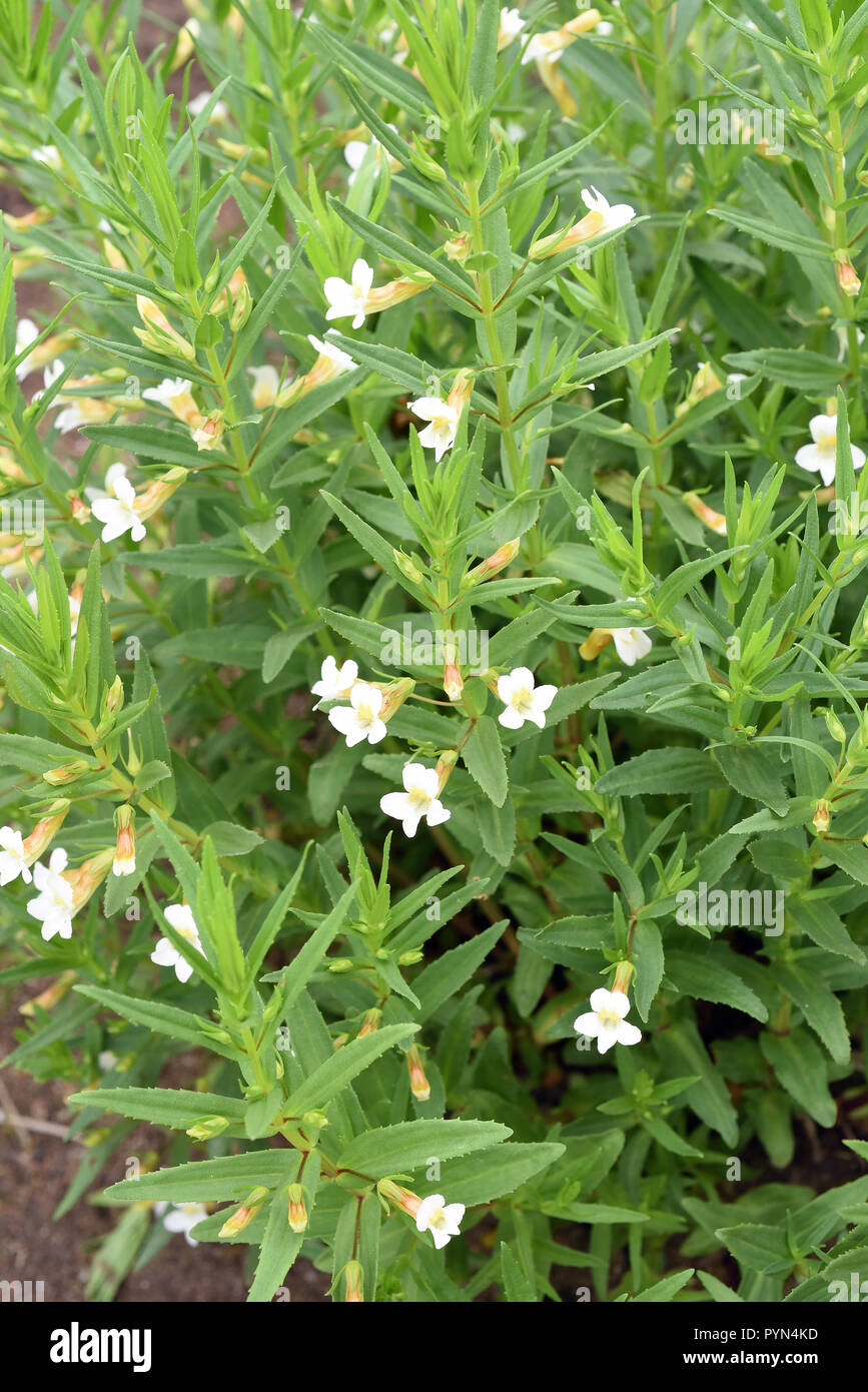 Graceful herb, Gratiola, officinalis Stock Photo