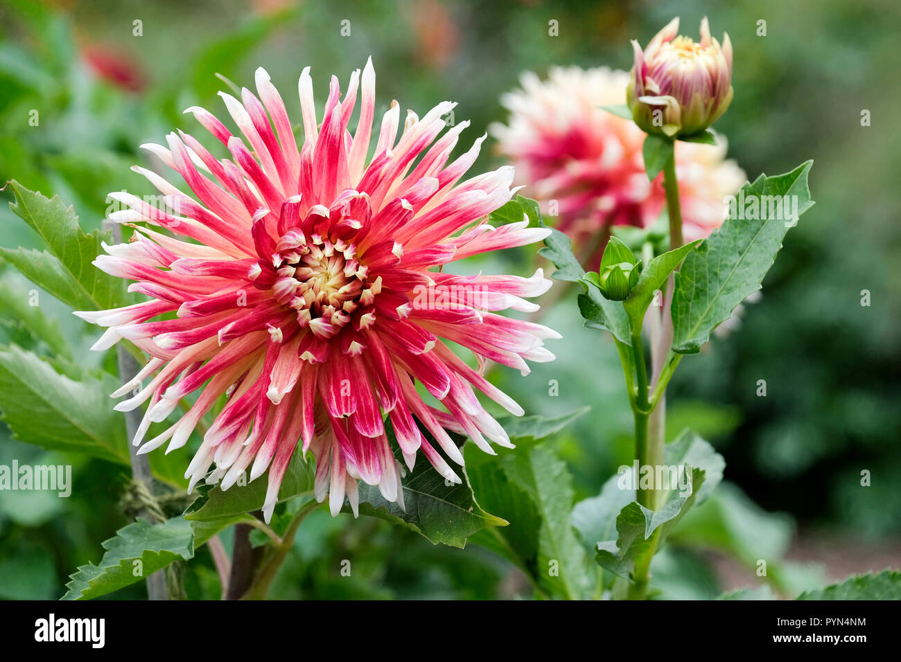 Close-up of Dinner Plate Dahlia Akita - Large Red Dinnerplate Dahlia Tipped with White Stock Photo