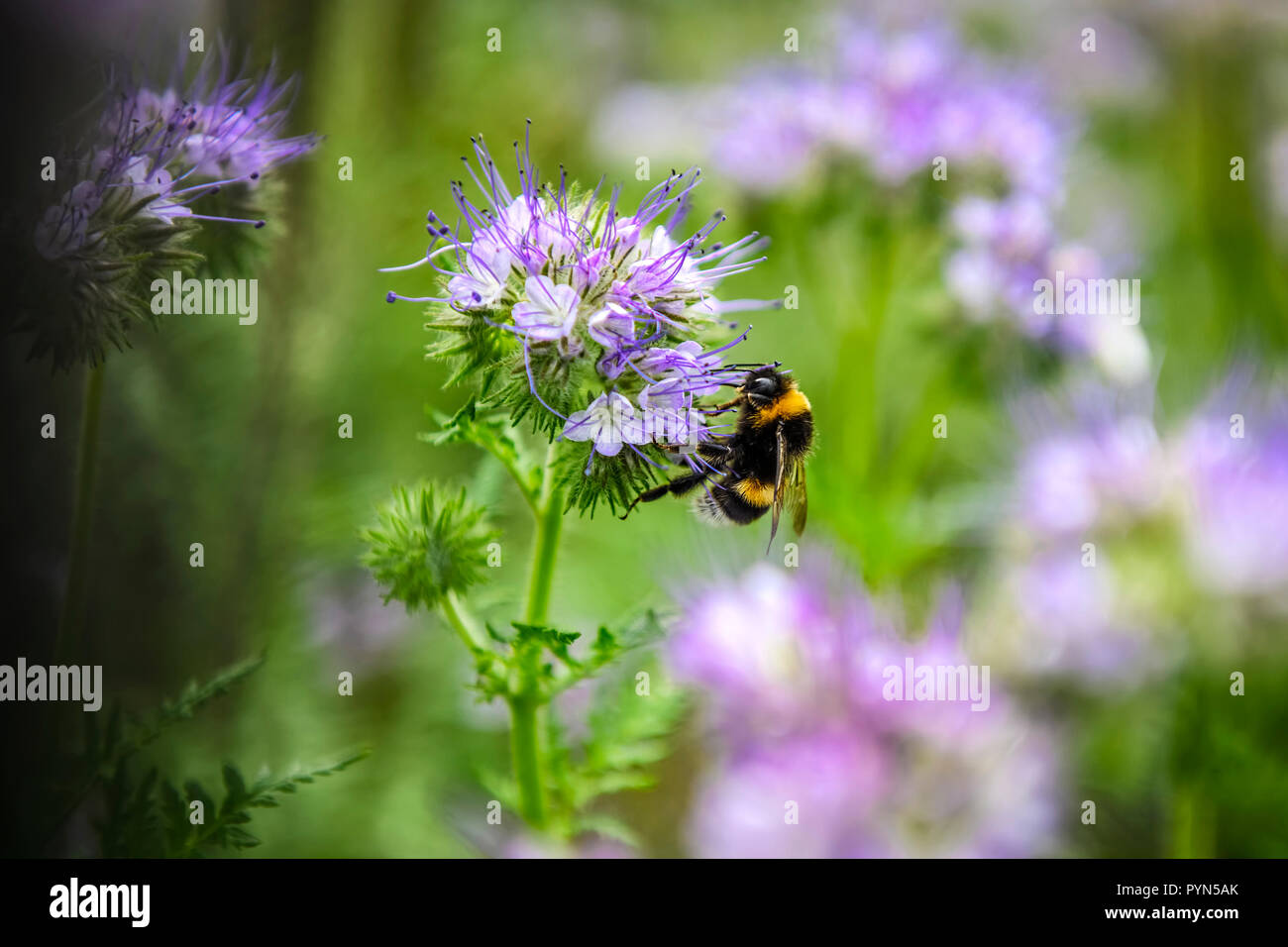 Dark earth bumblebee, Bombus terrestris, on a bundle nice blossom, Phacelia tanacetifolia, on 1 acre in Hamburg, Germany, Dunkle Erdhummel, auf einer  Stock Photo