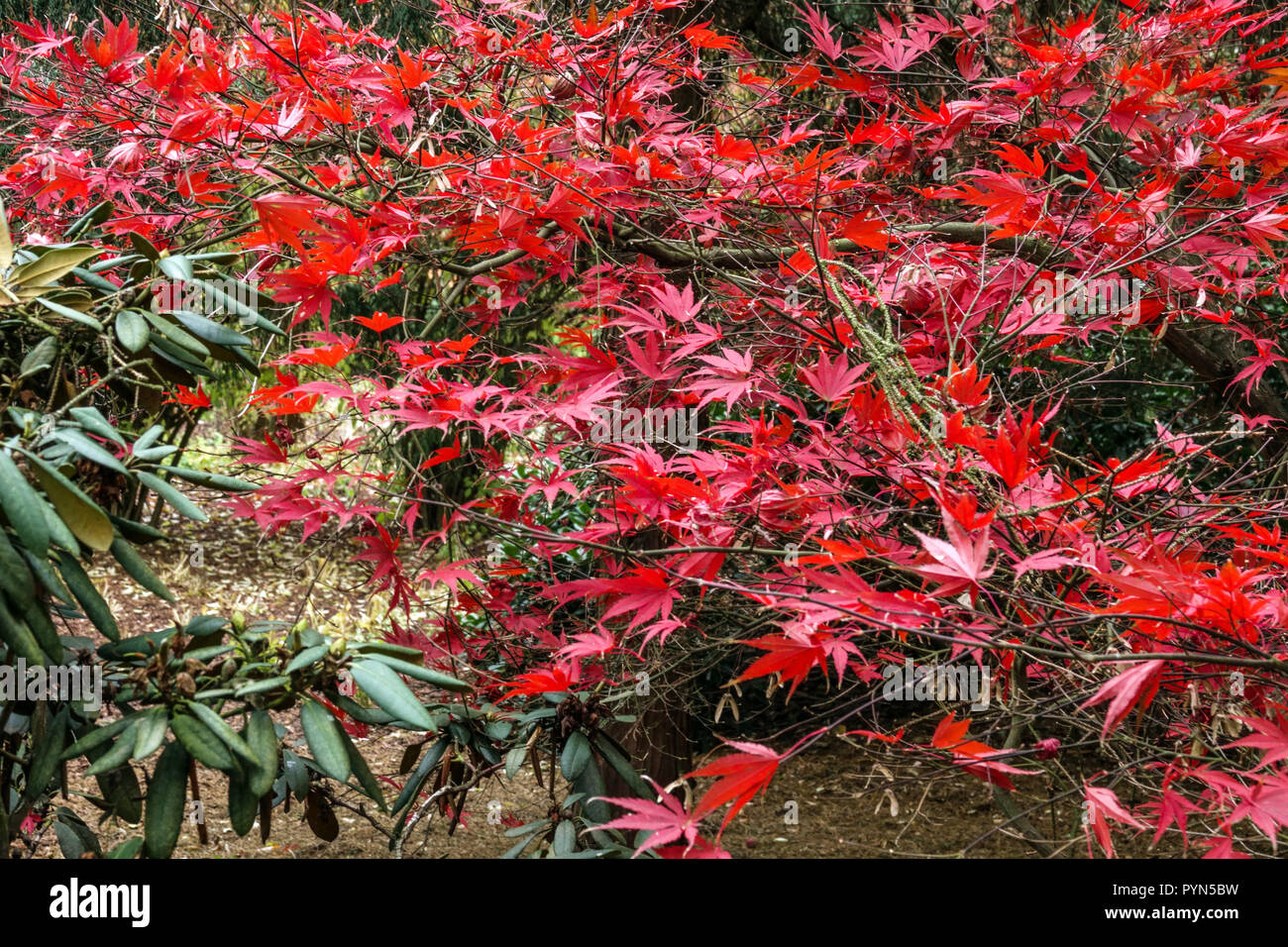 Japanese Maple , Acer palmatum 'Nicholsonii', autumn Stock Photo