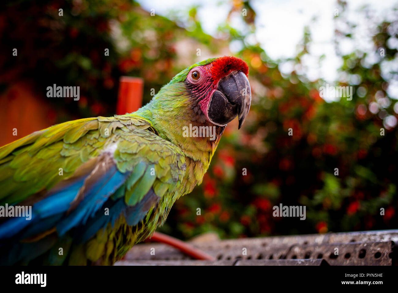 Bunter Papagei schaut in die Kamera , Colorful parrot looks into the camera Stock Photo