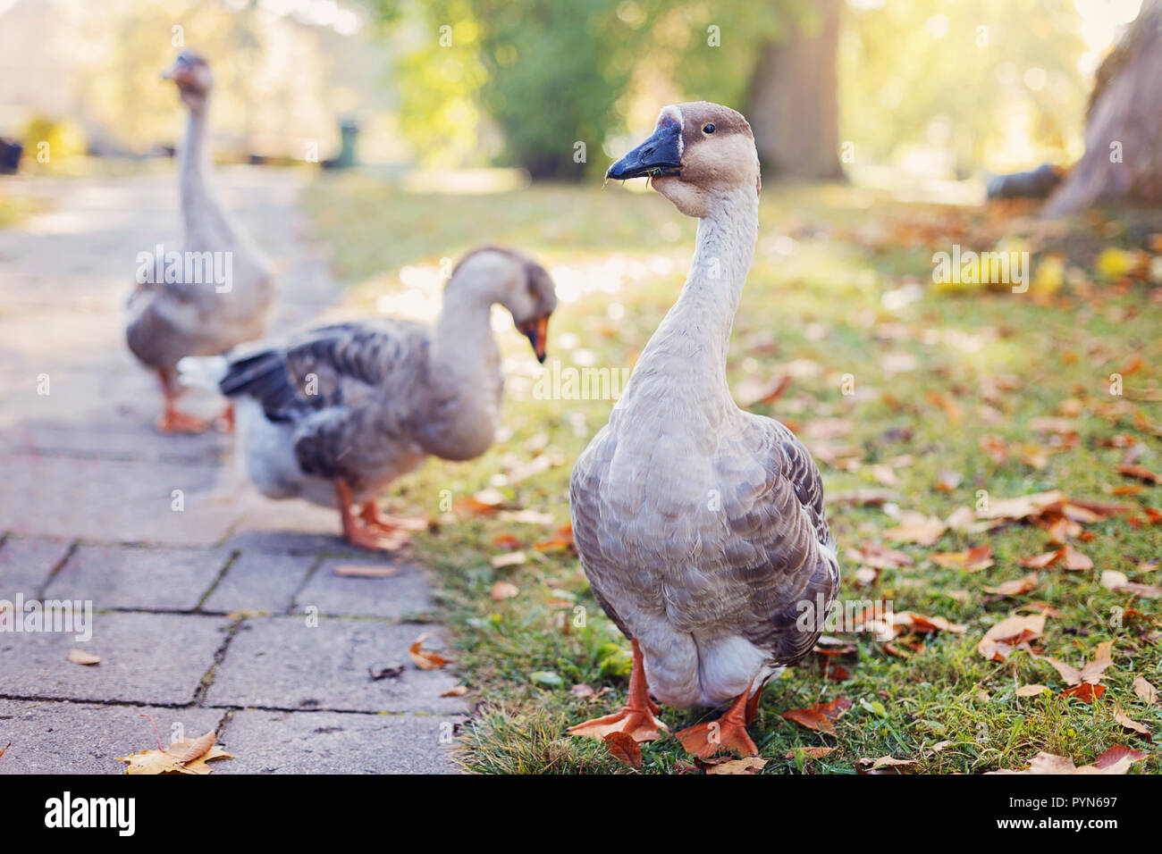 Three wild geese walks in autumn park on a calm sunny day Stock Photo