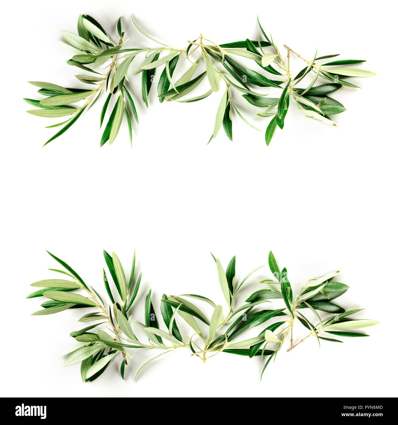 An overhead photo of a frame of olive tree branches with a place for ...
