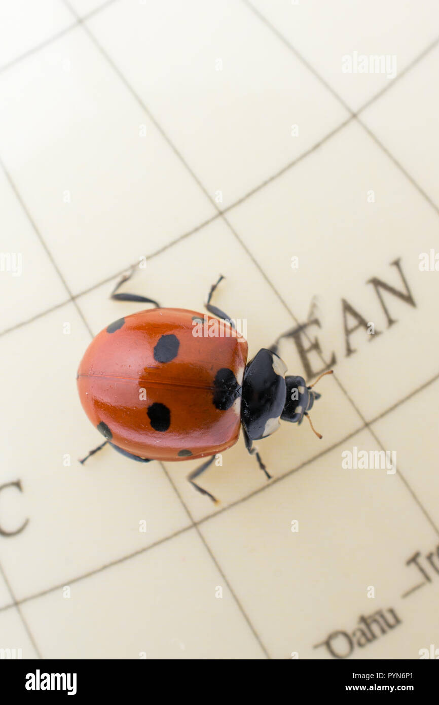 Ladybug on a sphere hi-res stock photography and images - Alamy