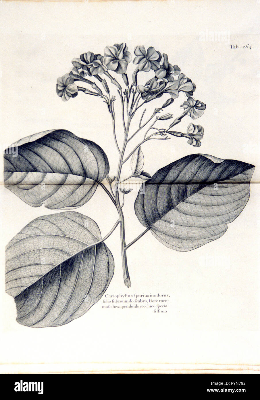 Illustration of the flowers and leaves of cariophyllus spurius Stock Photo