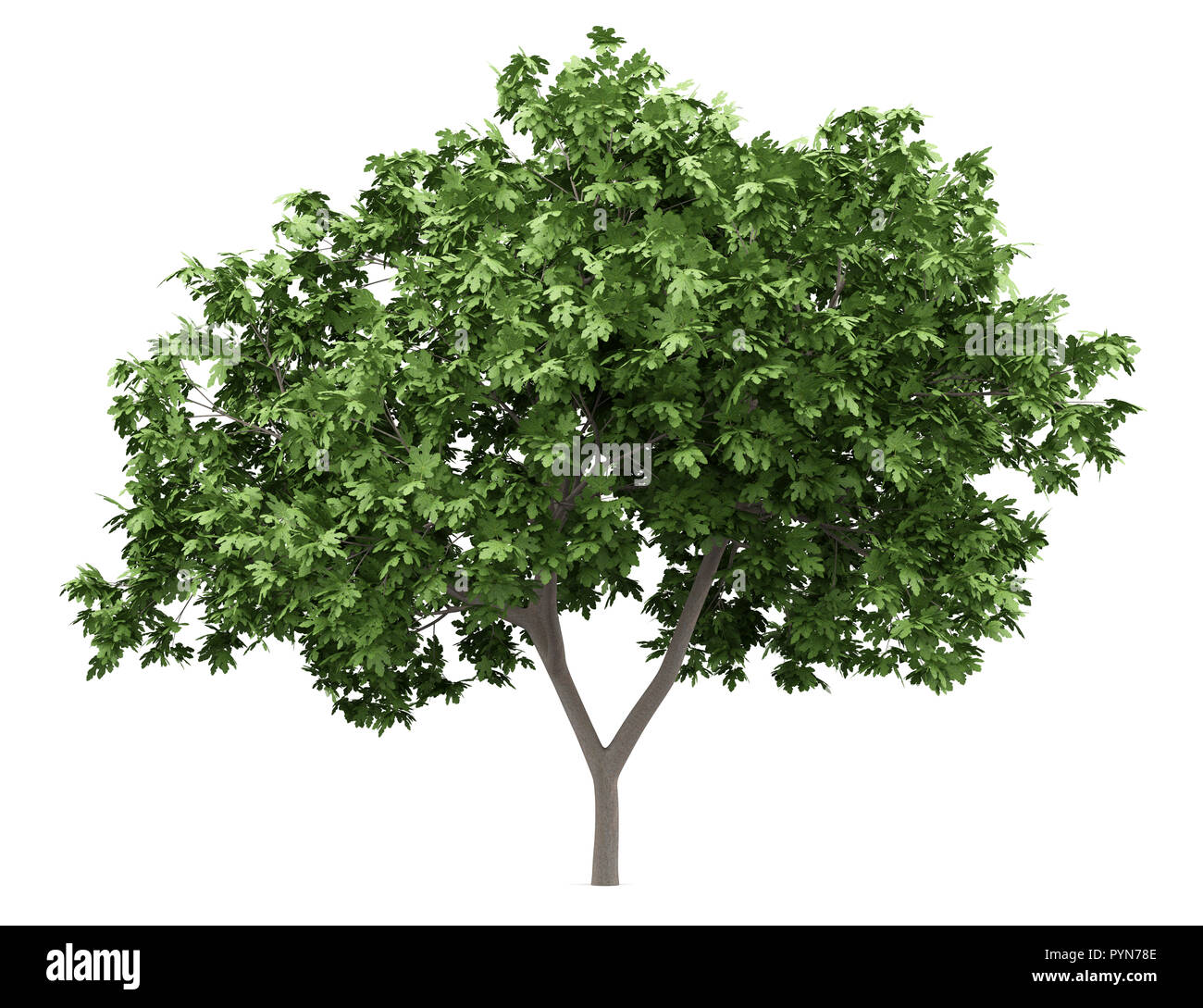 common fig tree isolated on white background. 3d illustration Stock ...