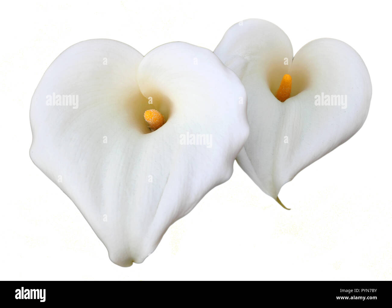 A pair of heart shaped, white, Calla Lilies isolated on a white background. Stock Photo