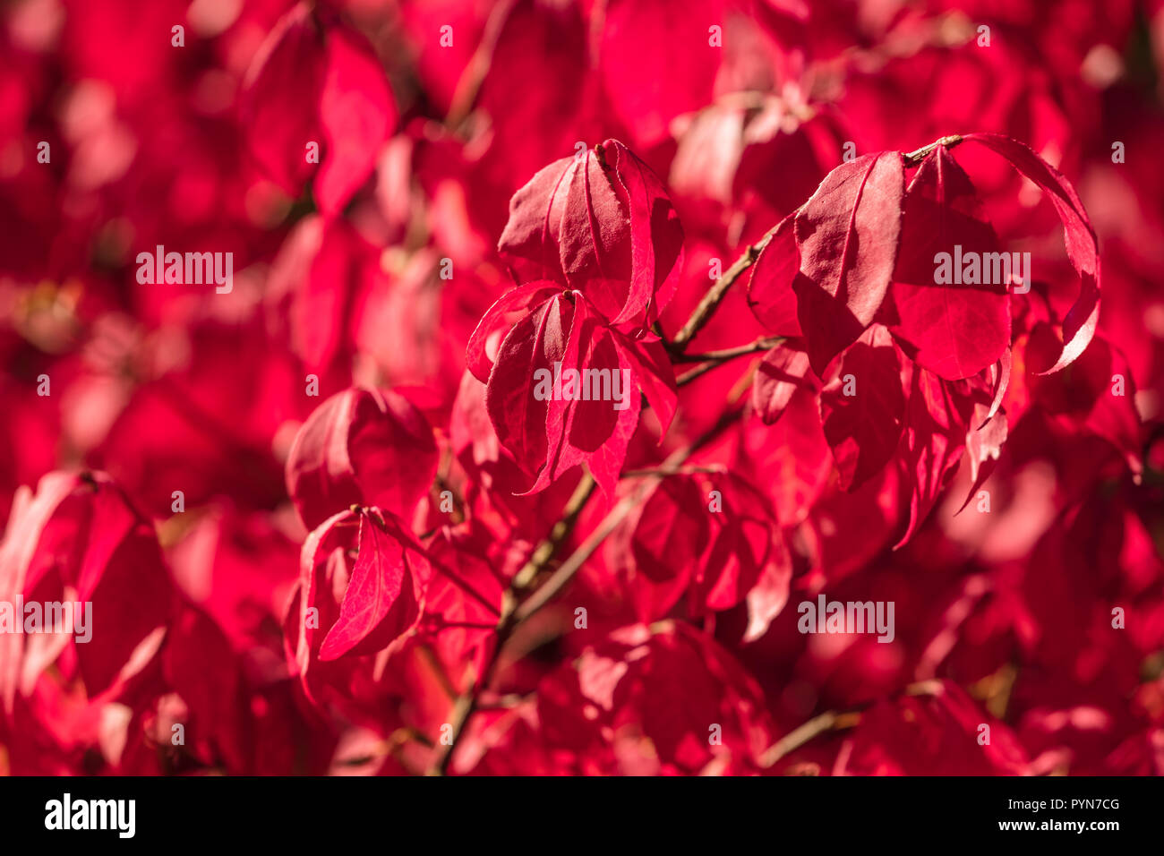 Red Autumn Leaves Stock Photo